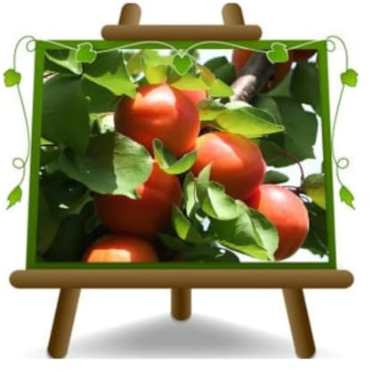 abricotier nain arbre de abricots plante fruitière autofertile sur un pot de 26 max 150 cm - 4 ans