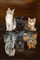 Puzzle 1000 Teile,Puzzle für Erwachsene, Impossible Puzzle, Geschicklichkeitsspiel für die ganze Familie,Puzzle farbenfrohes,Puzzle-Geschenk,Raumdekoration,Katze Reflexionstiger（75x50cm）