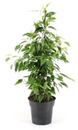 Ficus Benjamina, 40-50 cm. Planta natural. Árbol ornamental de hojas brillantes y caída elegante, ideal para interiores. Segura Garden.