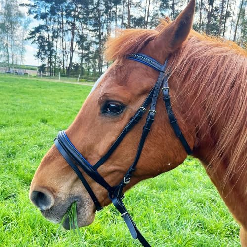 Brama West Cabestro caballo Sparkle – Brida de cuero con riendas antideslizantes y brillantes (azul oscuro, XFull)
