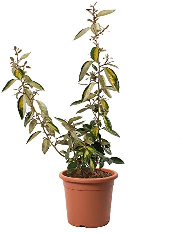 KENTIS - Eleagnus Ebbingei Limelight - Piante Vere da Esterno Resistenti - Pianta da Giardino da Siepe - Altezza 40/50 cm Vaso Ø 18 cm