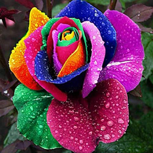 Haloppe 50 Stück Rosenblüten Pflanzensamen für die Bepflanzung des Hausgartens, Topfsamen Frische Regenbogenrosen-Blumensamen Rosensamen