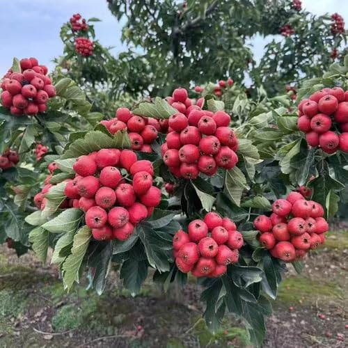semillas de espino - decorar balcones resistentes Invernadero jardín 55pcs