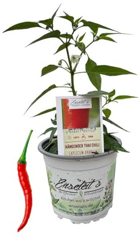 Hängender Thai Chili - Chili Pflanze aus der Gärtnerei Enseleit