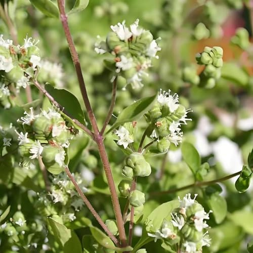 maggiorana semi di biologici, resistenti all'inverno semi di maggiorana serra balcone cucina aromatiche giardino aromatiche tappezzanti balcone Coltivare 60semi