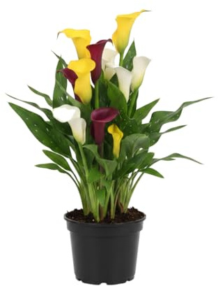 DECOALIVE Lirio de agua manchado | Planta Viva Zantedeschia Albomaculata en 12 cm con Altura 30 cm