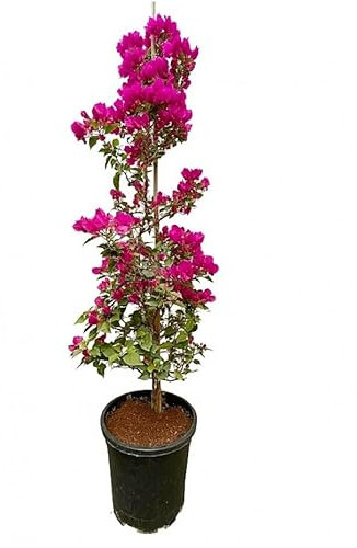 Bougainvillea Caña | Altura ± 100cm | DECOALIVE | Planta Natural de Exterior | Planta Enredadera y Trepadora
