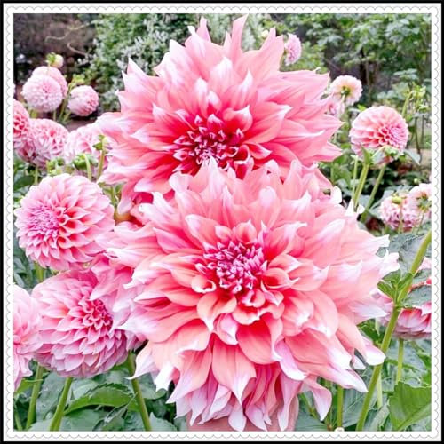 Dahlienknollen mit großen, mehrfarbigen Blüten, die sehr dekorativ sind,dahlien knollen winterhart-2zwiebeln-A