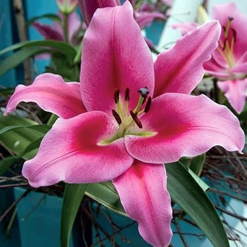 Lilienzwiebeln Baumlilie Riesenlilien Lilium Zwiebeln Onion Knollen Winterhart Frische mehrjährig duftenden Prachtblüten Hochgewachsene Lilie (Dalian XL)