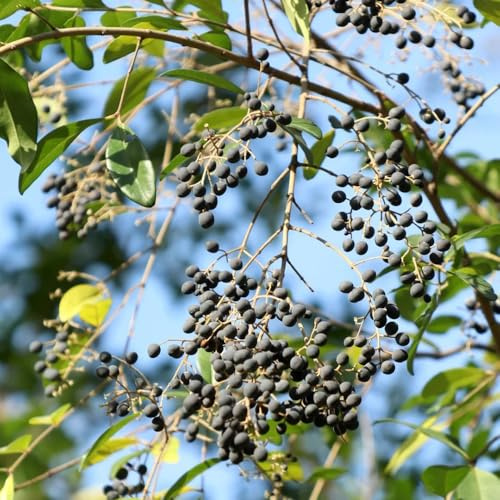 semillas de aligustre - jardín resistentes silvestres 50pcs