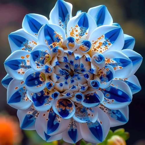 Bellissimo Dalia bulbi,piante Resistenti perenni,bulbi da fiore a fioritura,adatti per la semina immediata,Dalia pianta vera(non artificiali)-6 bulbi-E