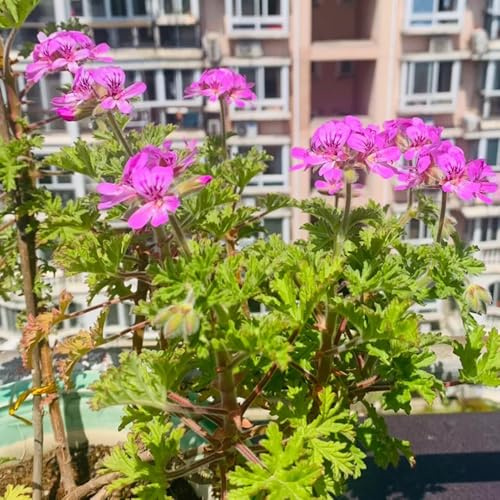 Semi di geranio limone, semi di geranio profumato, semi di aromatiche, da balcone Pelargonium graveolens - da cucina 60pcs