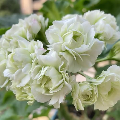 50 pcs geranien samen hängend mehrjährig, Geranie, outdoor pflanzen, exotische pflanzen winterhart geranien pflanzen echt (Pelargonium hortorum) frühlingsblumen, kletterpflanze blumen