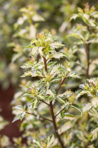 Ilex aquifolium 'White Cream' 70-80 cm - Weißbunte Stechpalme, immergrün, dekorative Blätter, ideal für Hecken, winterhart und pflegeleicht