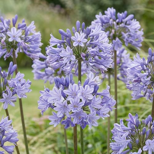 Piante Vere da Esterno - 3 Agapanthus africanus Blu - Resistenti & Perenni - Piante e Fiori Esclusivi dall'Olanda - per giardino, vasi e balcone (non semi, non artificiali)
