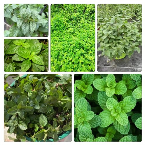 semi di menta piperita, d'appartamento esotiche per la decorazione giardino rare in vaso balcone con 1000pcs