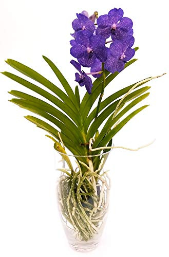 POWERS TO FLOWERS - ORCHIDEA WANDA BLU IN VASO VETRO, pianta vera