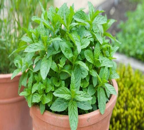 100 semi di menta verde