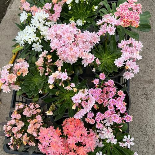 semi di lewisia - giardino 300pcs