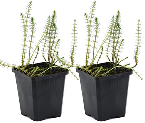 Bloomique - Lot de 2 - Hippuris Vulgaris - Hippuride - Plantes de bassin - Plantes aquatiques - Rustique - Hauteur 10-20 cm - Pot 11 cm
