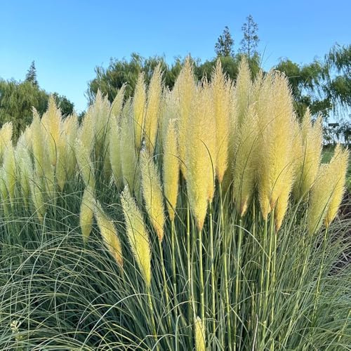 semillas de ornamental resistentes al aire libre Pastos ornamentales resistentes verdes de interior ornamental, resistente para balcón 700pcs