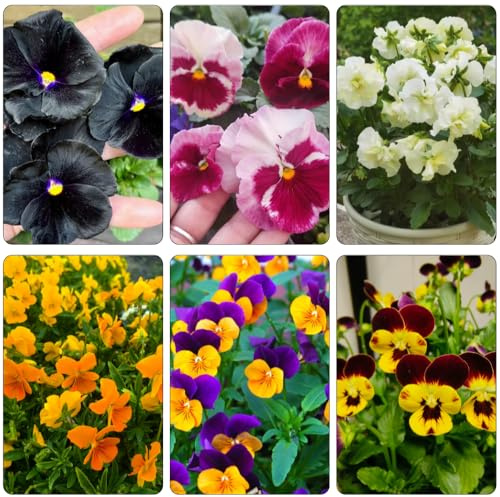 viola del pensiero - Viola tricolore ornamentali balcone semi di balcone semi di 130pcs