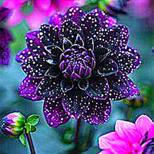 Dahlienzwiebeln, Dahlien Knollen,Winterhart,Winterhart MehrjäHrig, Stauden,Gartenpflanzen,Blumenzwiebeln,GroßE Blumen,Dahlien Knollen Winterhart-2zwiebeln-C