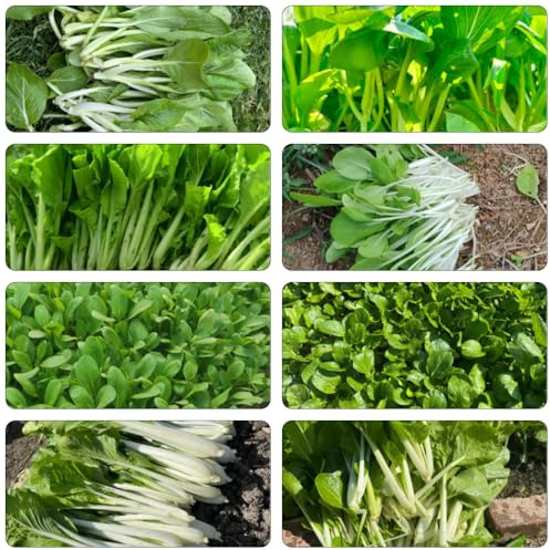 pak choi gemüsesamen alte sorten pflanzensamen dachbegrünung hochbeet balkon grünpflanzen indoor garden dekopflanzen wintergemüse winterharte kübelpflanzen balkon hochbeet 100samen