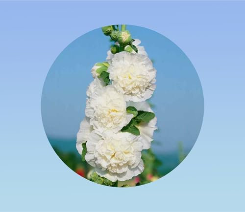 100 graines de Rose Tremiere charter's blanc - Alcea rosea - vivace - facile à cultiver