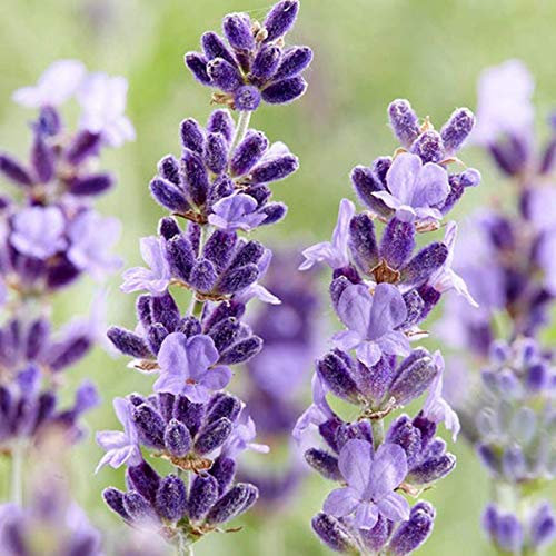 Welldales 50 Purple Rain Lavender Seeds Fragrant Plants for Gardens Oils Cream & Perfume