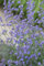 Nepeta x faassenii 'Senior' ca. 9x9 cm Topf - Katzenminze, lavendelblaue Blüten, Blütezeit Mai-September, bienenfreundlich, ideal für Rabatten, pflegeleicht