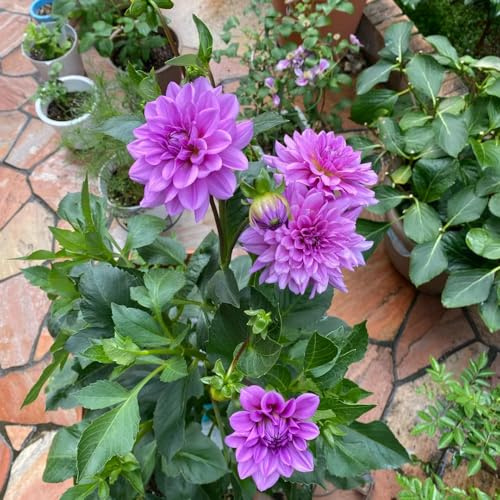 dalias bulbi decorazione letto elevato riverdimento tetti selvatici bulbi giardino giardino balcone letto elevato per balcone Letti 7pcs