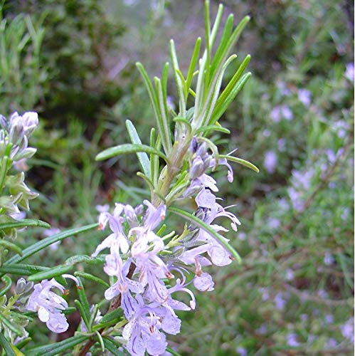 6 x Rozemarinus officinalis - Romarin officinal Godet 9x9cm