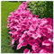 Winterharte pflanzen,Winterhart zwiebeln, Hosta Knollen,Große Blattpflanzen, Pflanzen Funken Hosta Winterhartes MehrjäHrig-4 Rhizom-C