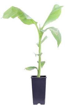 Pianta di Banano Giapponese o Musa Basjoo pianta tropicale ornamentale da eserno o interno pianta vera da arredo venduta da eGarden.store (Vaso 15 cm)