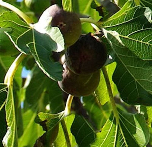 Feigenbaum Firoma® 40-60cm - Ficus carica - lebende Gartenpflanze aus den Baumschulen