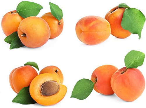 aprikosen baum - winterharte pflanze samen - Aprikose aprikosenbaum - säulenobst luftreinigende zimmerpflanzen obstbäume kaufen hochbeet für balkon 60 Stück