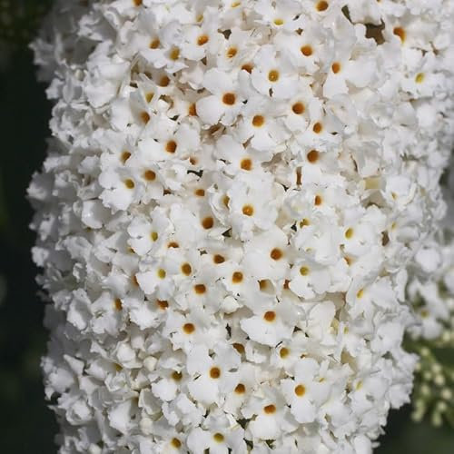 Buddleia davidii 'White Profusion' in 9cm Pot Buddleja Butterfly Bush 3fatpigs®