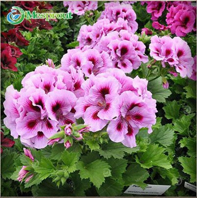 Graines de géranium Graines de fleurs vivaces Graines de pélargonium peltatum pour plantes d'intérieur Couleurs disponibles Paquet de 100 graines