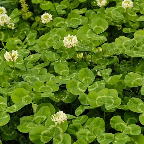 Semillas de Trifolium repens, de jardín de rocas resistentes cubierta vegetal 800pcs