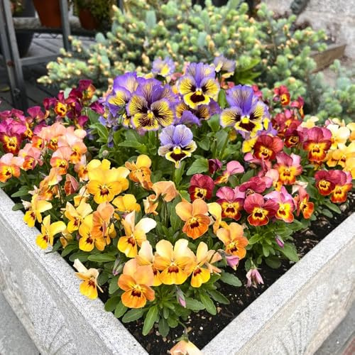 stiefmütterchen winterhart - hochbeete für garten mehrjährig bodendecker 750samen