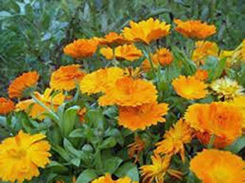 Semi di GERMINAZIONE: Calendula BIO 50 GRAINES Frisch geernteten, schöne lebendige d'Or Blooms