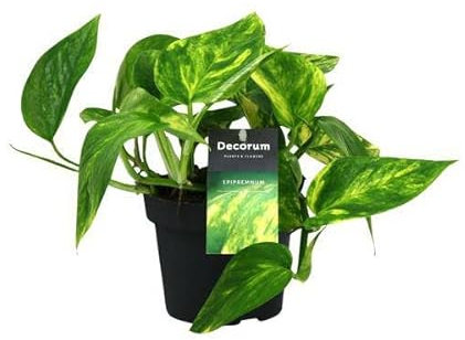 Efeutute - Scindapsus Epipremnum Pinnatum HiColor - Zimmerpflanze - Ø12cm - 20cm