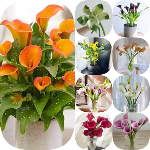 Bulbi di Calla - da giardino serre da balcone per giardinieri resistenti in vaso esterno per luoghi soleggiati organico vecchie varietà organico balcone esotico 5pcs