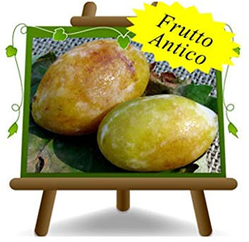 EURO PLANTS VIVAI Prunier Pappagona plante fruitière en pot 24/26 cm hauteur maximale 180 cm - Âge 4 ans