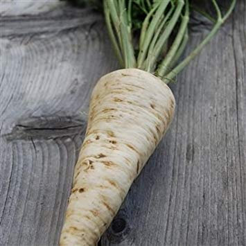 30 semi di prezzemolo Radice A Grosse Racine Gros hatif