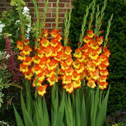 Lot de 10 bulbes de glaïeul brillants en vrac, vivaces, plantation professionnelle pour de superbes présentations de jardin - E