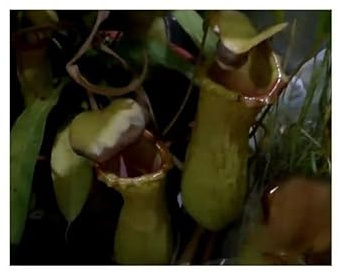 Stk - 5x Nepenthes tobaica Kannenpflanze Garten Pflanzen - Samen B1830 - Seeds & Plants Shop by Ipsa