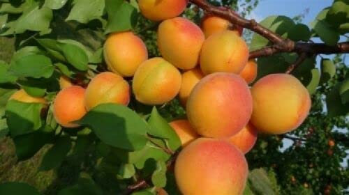 ALBERO DI ALBICOCCO ALBICOCCA ALBICOCCHE PISANA IN VASO 17 cm