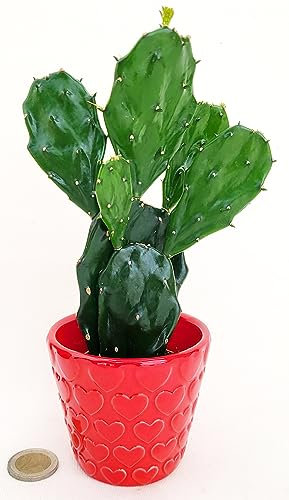 OPUNTIA INDICA, FICO D'INDIA MICRO IN VASO CERAMICA CUORI, IDEALE PER SCRIVANIA, piante vere